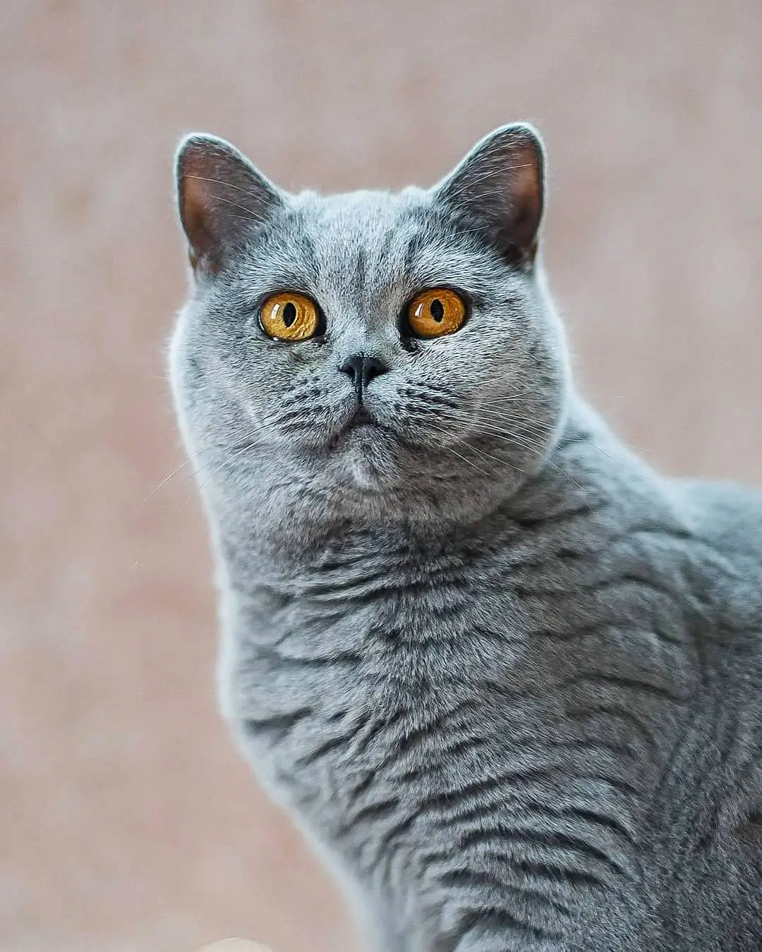 Фото породы Шотландская прямоухая кошка